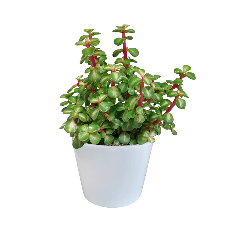 Portulacaria afra 'Variegata mediopicta' im Dekotopf weiß 10,5 cm Ø