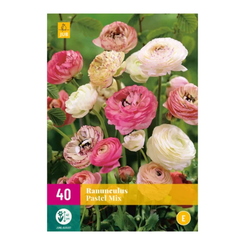 Ranunculus Pastel Mischung (XXL-Tasche 40 Stück)