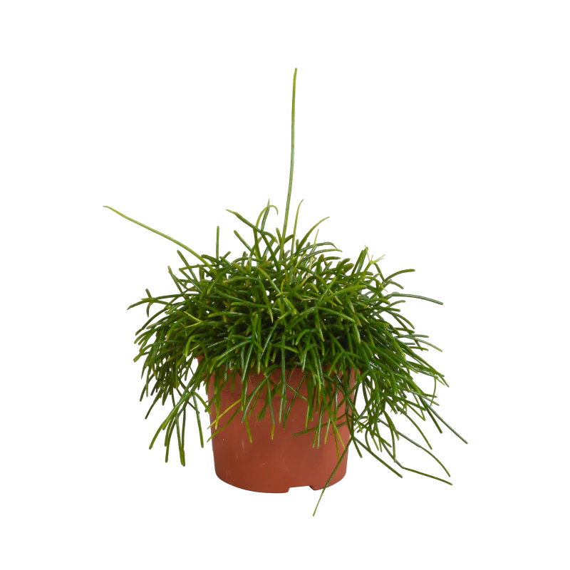 Rhipsalis baccifera 'Oasis' im Topf 12 cm Ø