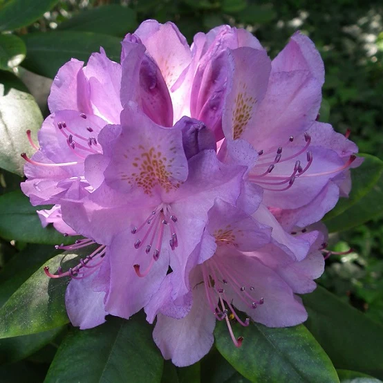 Rhododendron lila - Image 2