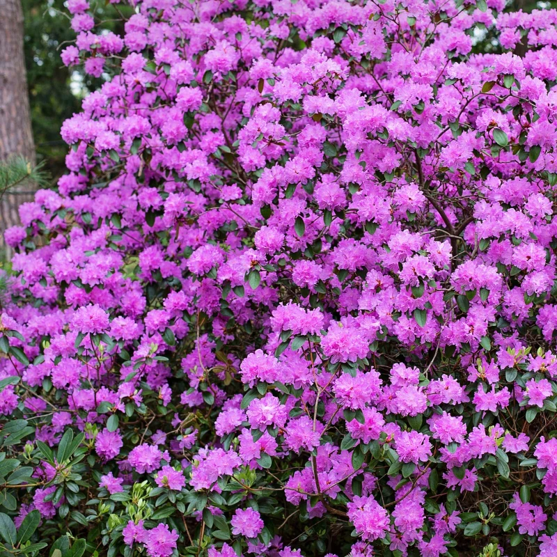 Rhododendron lila - Image 3