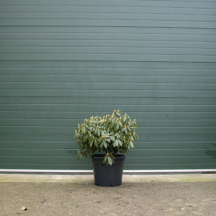 Rhododendron lila - Image 6