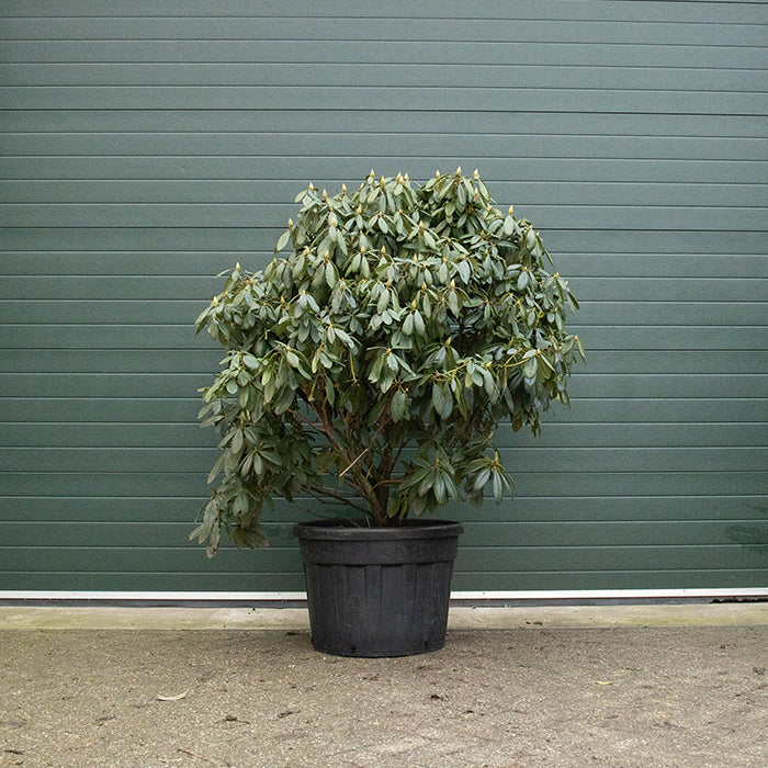 Rhododendron lila - Image 7