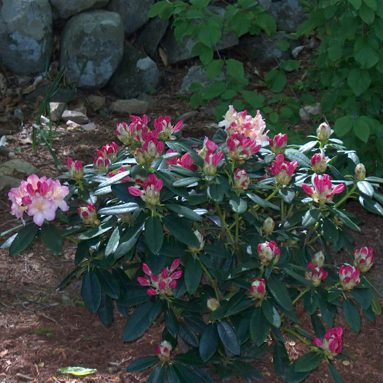 Rhododendron mehrfarbig - Image 2