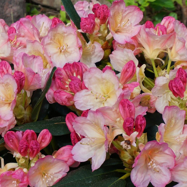 Rhododendron mehrfarbig - Image 3