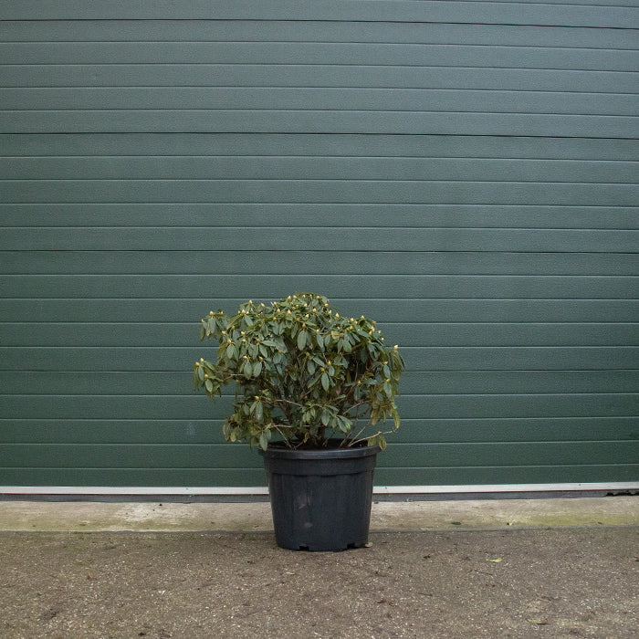 Rhododendron mehrfarbig - Image 4