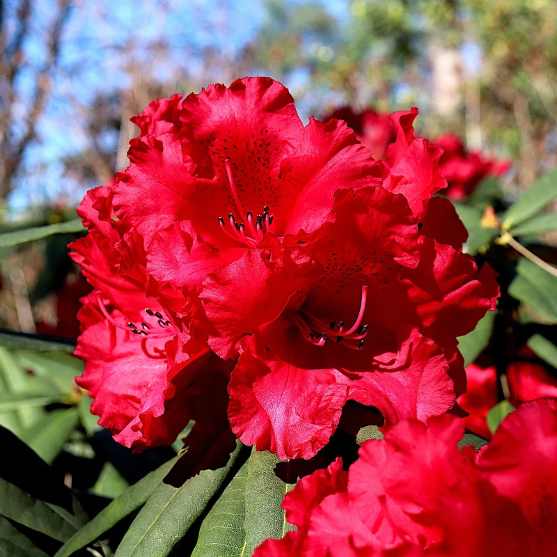 Rhododendron rot - Image 2