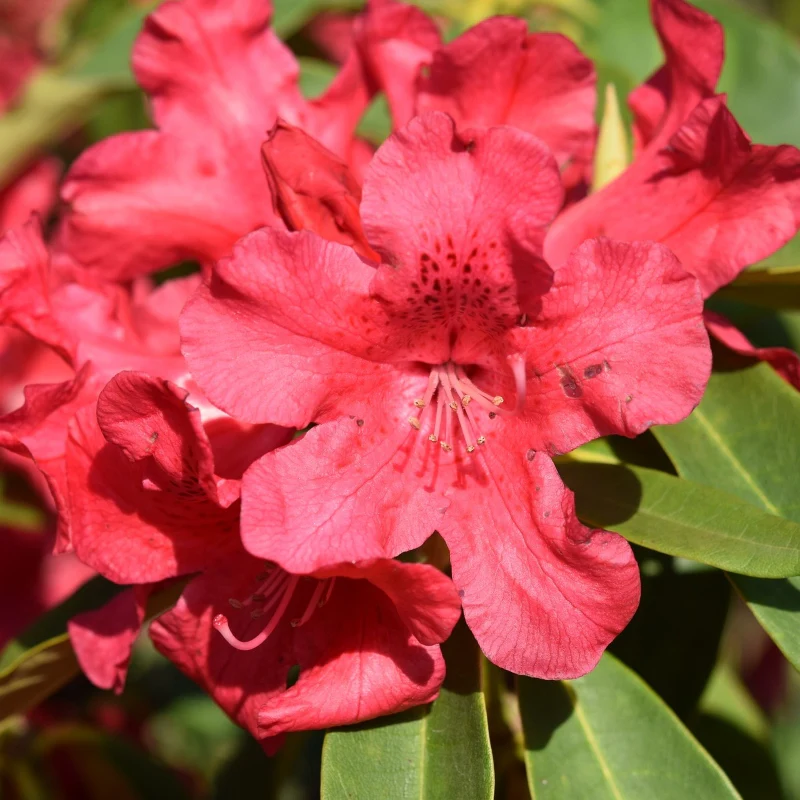 Rhododendron rot - Image 3