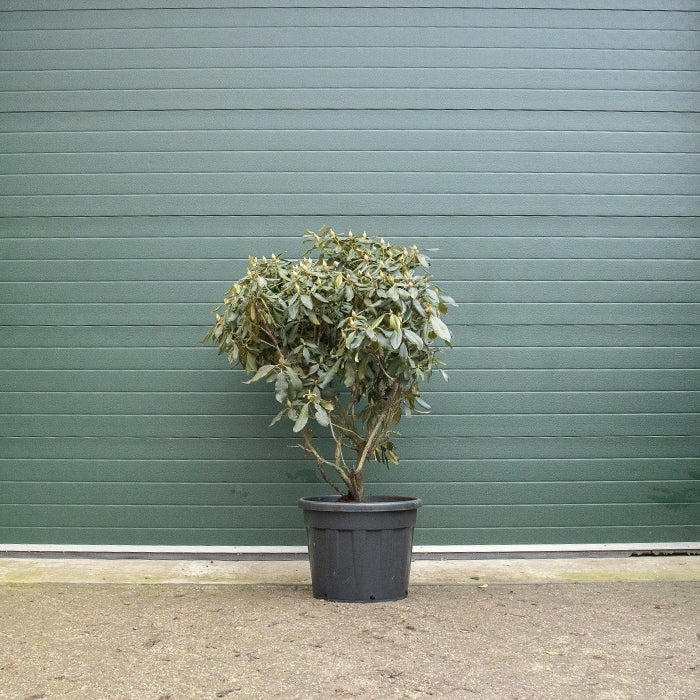 Rhododendron rot - Image 4