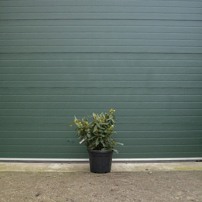 Rhododendron rot - Image 5