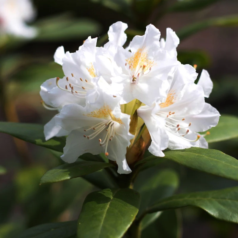 Rhododendron weiß - Image 2