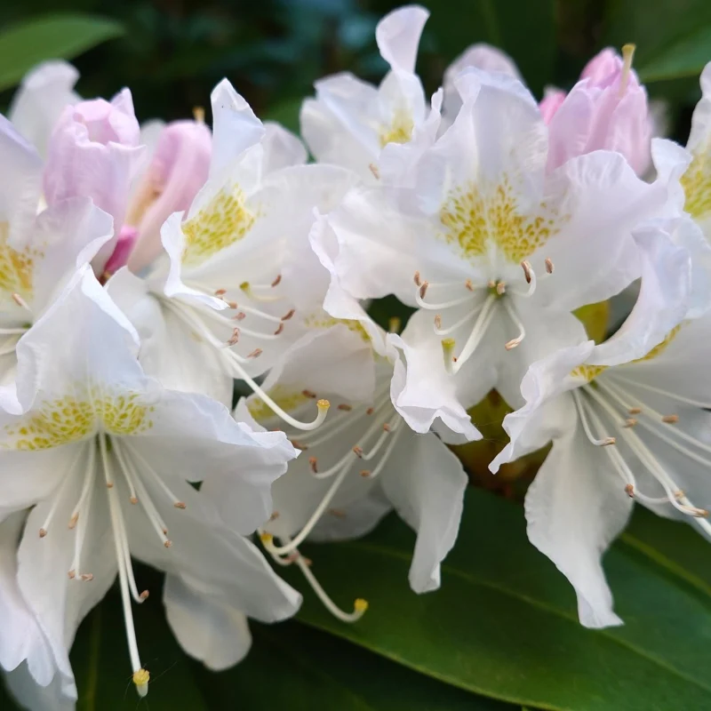 Rhododendron weiß - Image 3