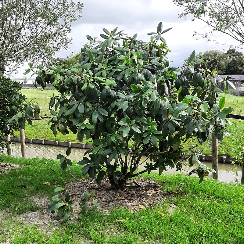 Rhododendron weiß - Image 4