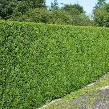 Riesenlebensbaum 'Atrovirens' - Image 3