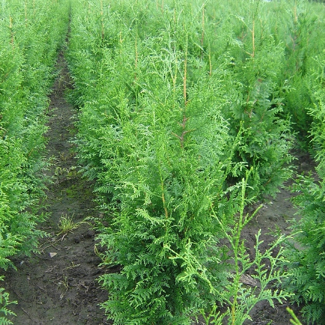 Riesenlebensbaum 'Excelsa' - Image 3