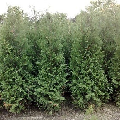Riesenlebensbaum 'Excelsa' - Image 4