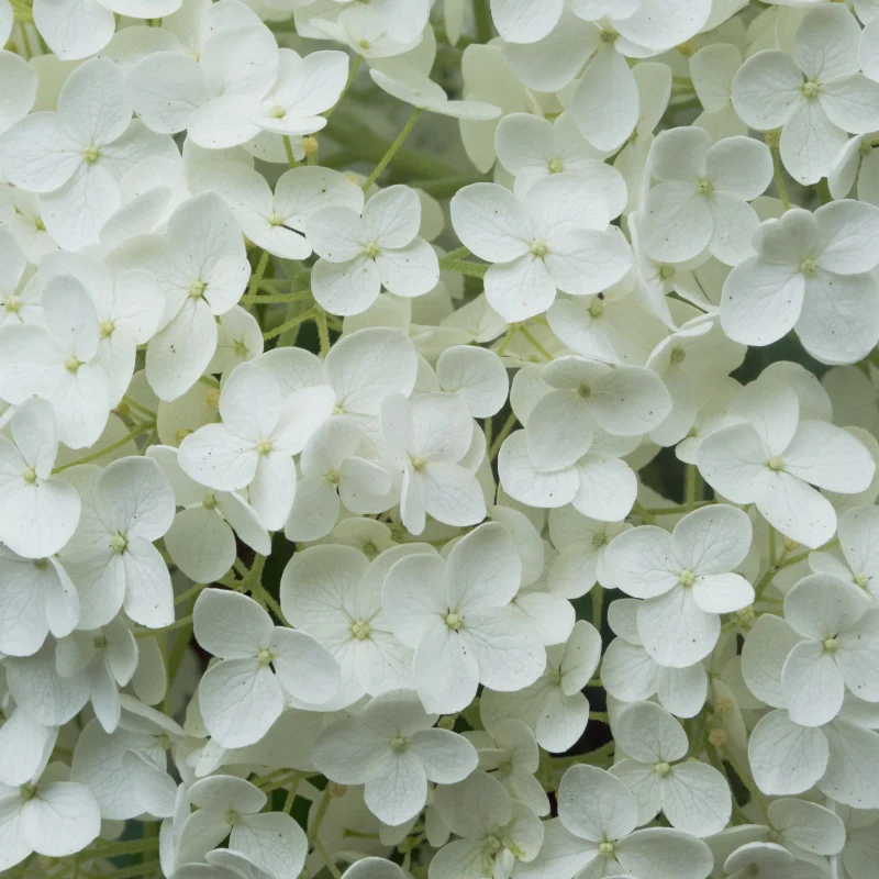 Rispenhortensie 'Grandiflora' - Image 3