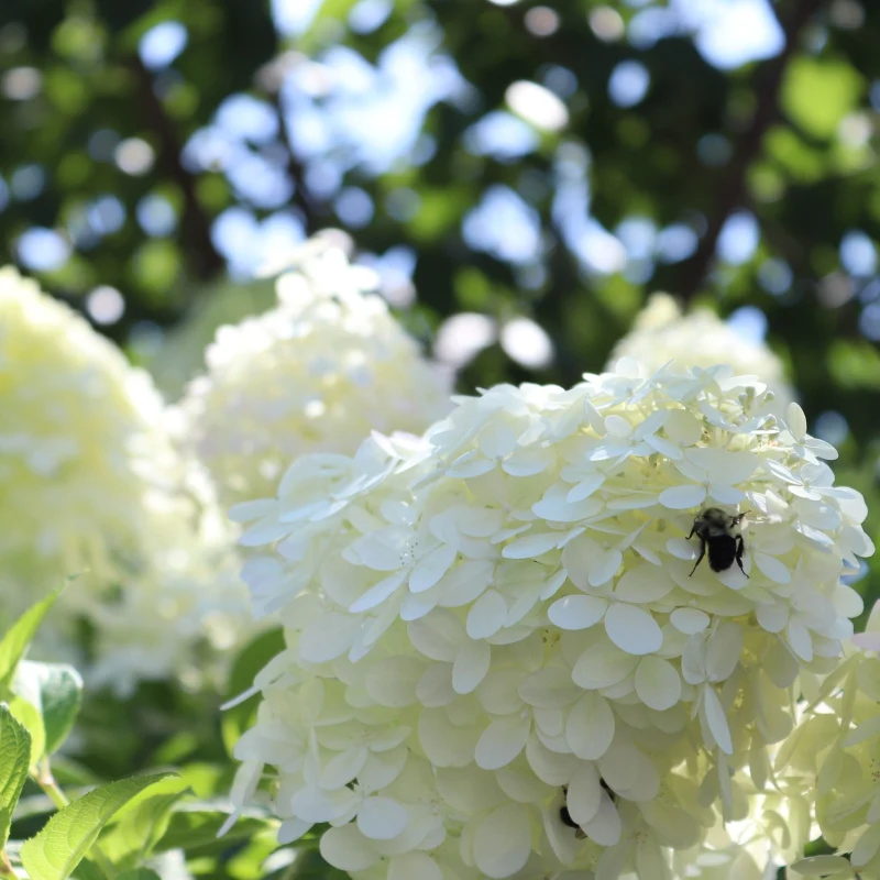 Rispenhortensie 'Grandiflora' - Image 4