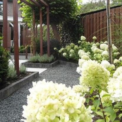 Rispenhortensie 'Grandiflora' - Image 5