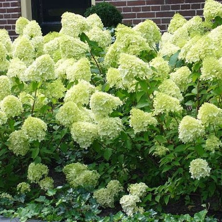 Rispenhortensie 'Limelight' - Image 3