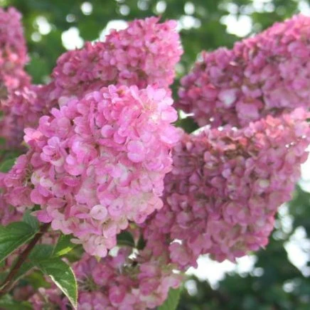 Rispenhortensie 'Sundae Fraise' - Image 3