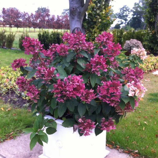 Rispenhortensie ''Wim's Red'' - Image 3