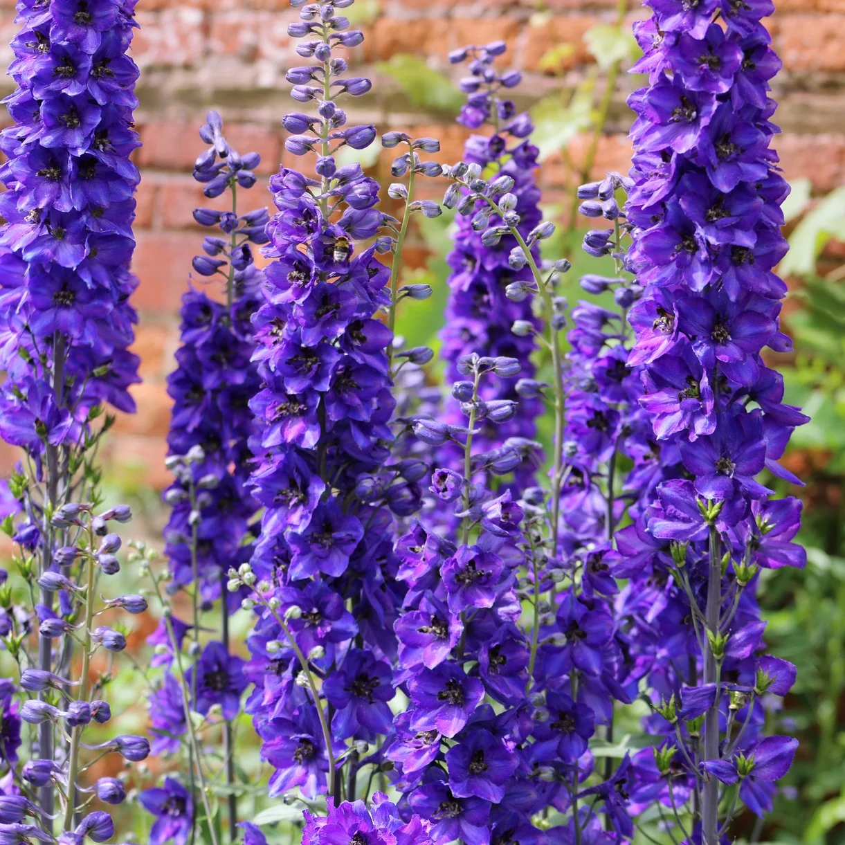 Rittersporn violett-blau - Image 2