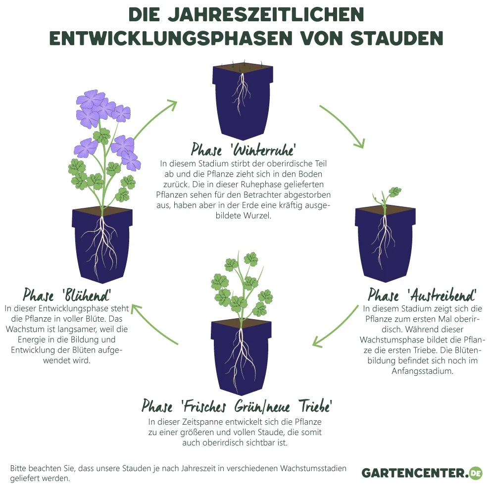 Rittersporn violett-blau - Image 3