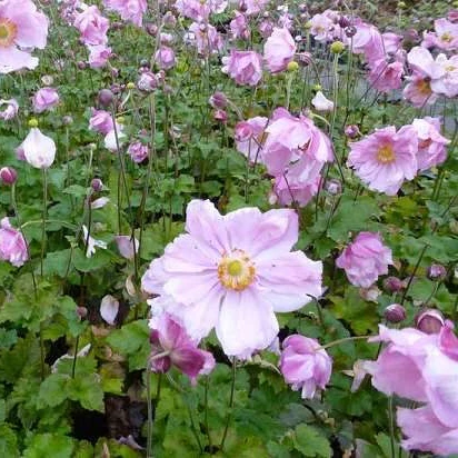 Rosa Anemone - Image 2