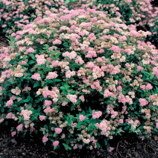 Rosa Zwergspiere - Image 2