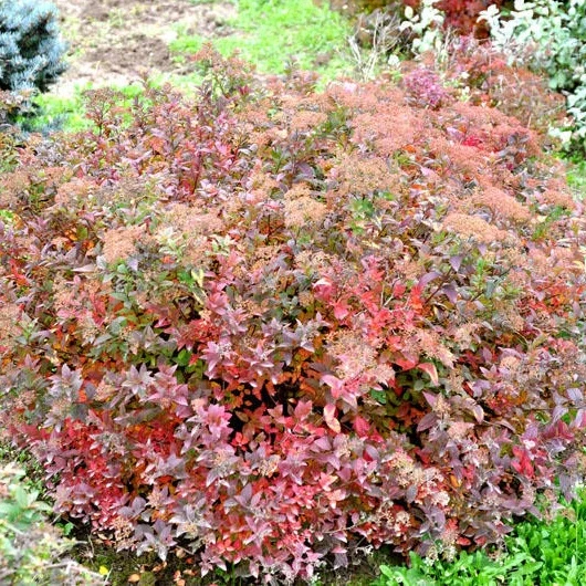 Rosa Zwergspiere - Image 3