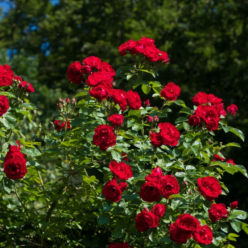 Rosenstrauch rot - Image 3