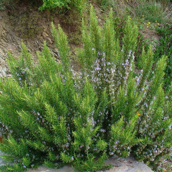 Rosmarin - Image 3