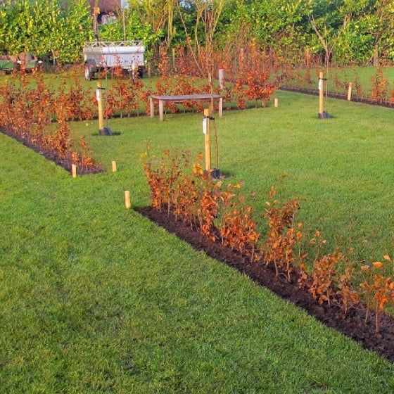 Rotbuchenhecke - Image 3