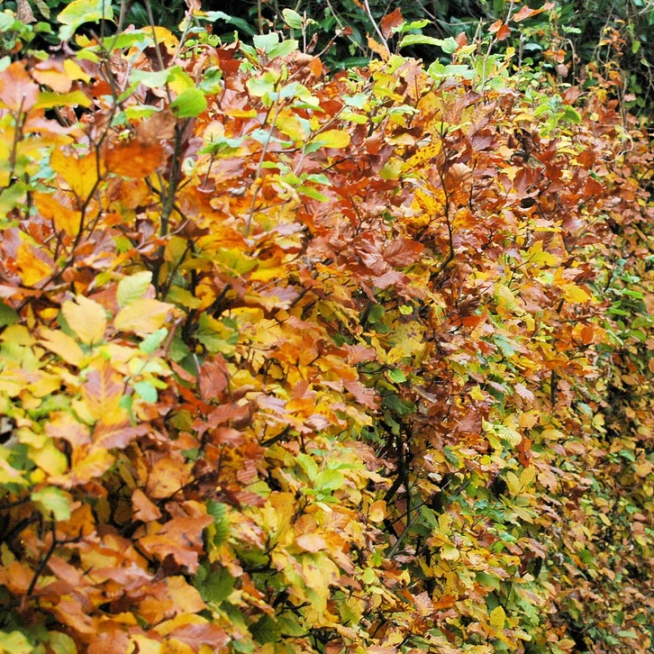 Rotbuchenhecke - Image 5