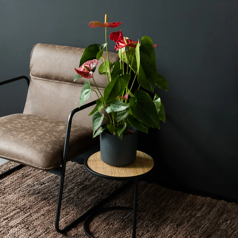 Rote Flamingoblume - Image 3