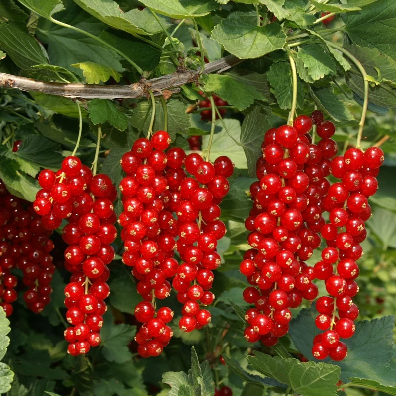 Rote Johannisbeere - Image 3