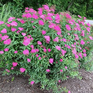 Rote Sommerspiere - Image 2