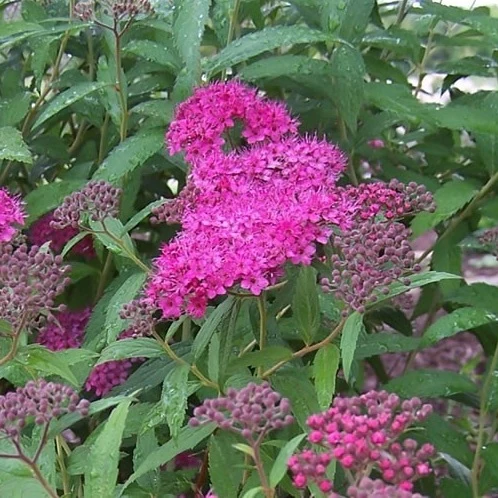 Rote Sommerspiere - Image 3