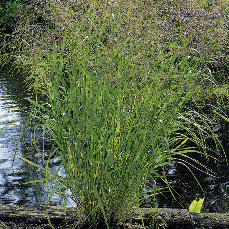 Rutenhirse 'Squaw' - Image 3