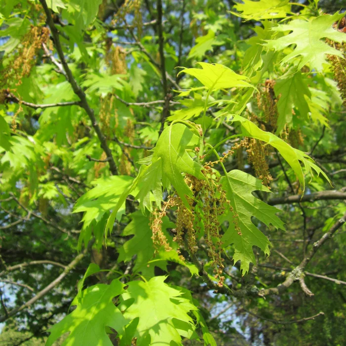 Scharlacheiche - Image 2