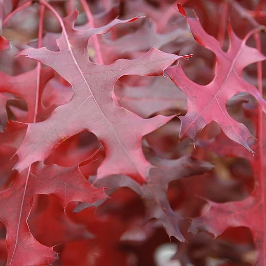 Scharlacheiche - Image 3