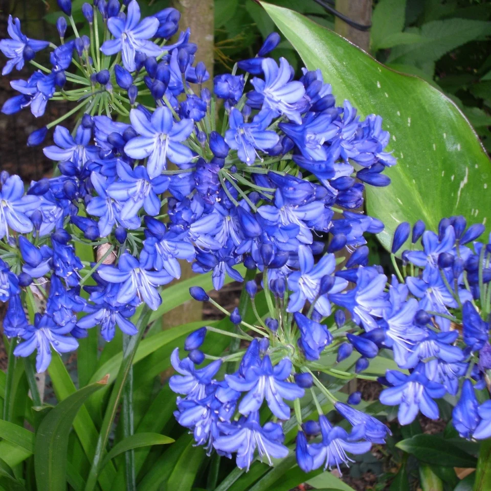 Schmucklilien blau - Image 3