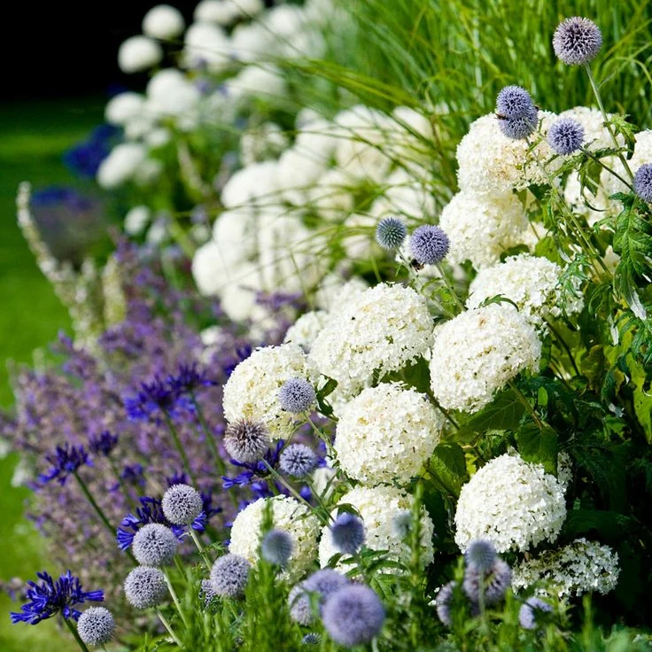 Schneeballhortensie 'Annabelle' - Image 3