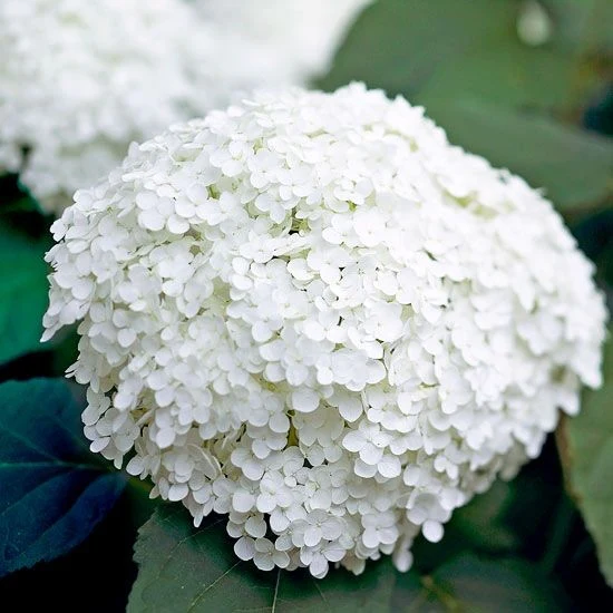 Schneeballhortensie 'Annabelle' - Image 4