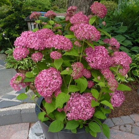 Schneeballhortensie 'Invincibelle' - Image 3