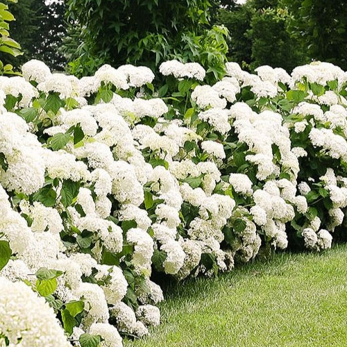 Schneeballhortensie 'Strong Annabelle' - Image 2
