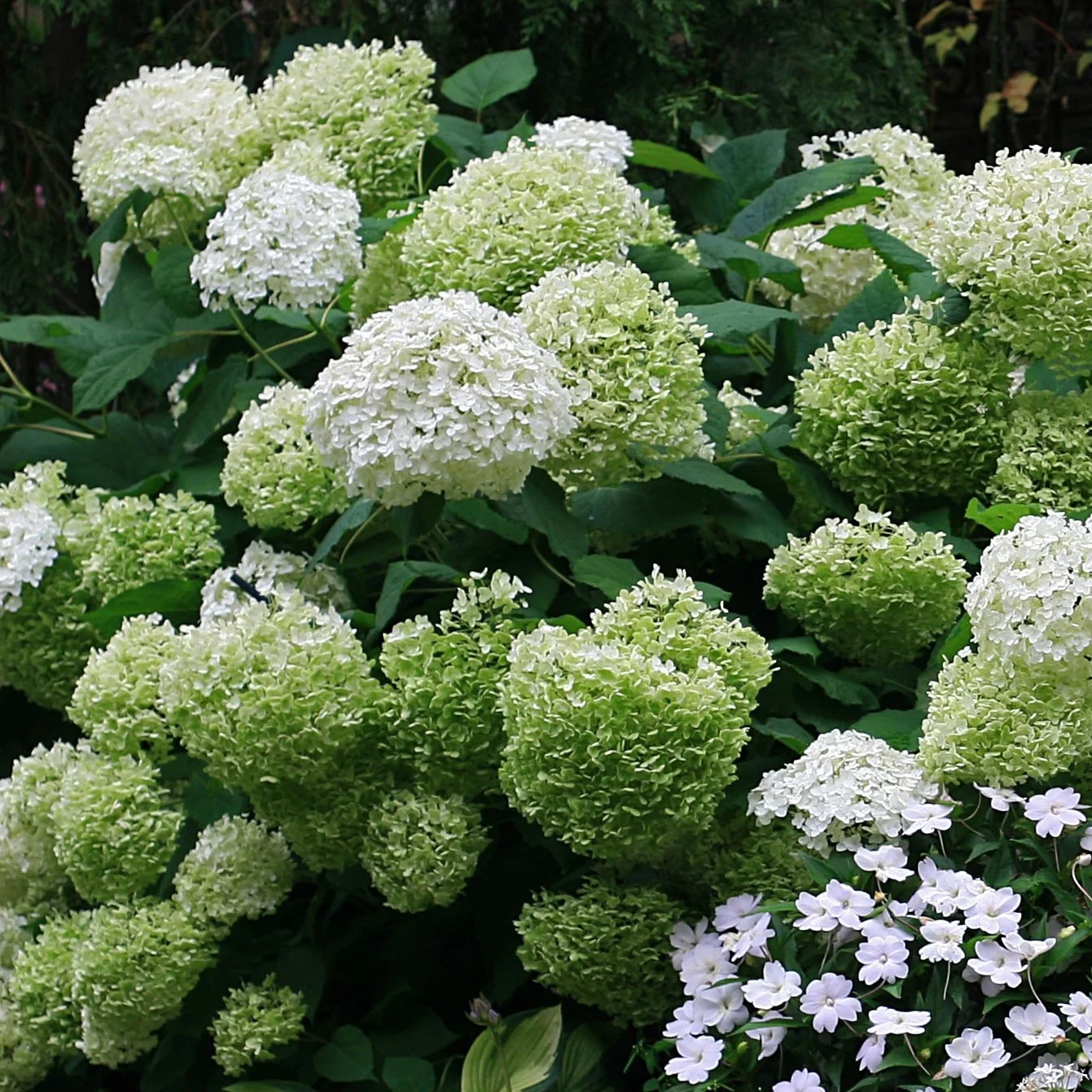 Schneeballhortensie 'Strong Annabelle' - Image 3