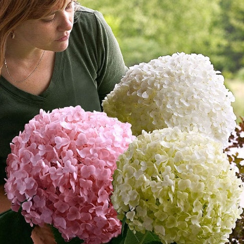 Schneeballhortensie 'Strong Annabelle' - Image 4