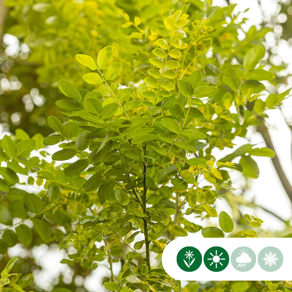 Schnurbaum mehrstämmig - Image 3